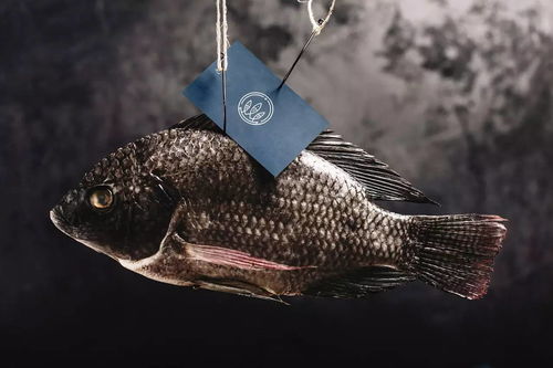 賦能藍色經濟 Procumar墨西哥水產養殖場品牌形象與動態視覺設計新篇章